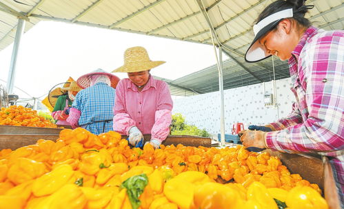 海口农产品品牌 从初级农产品到多元品牌矩阵的华丽蜕变
