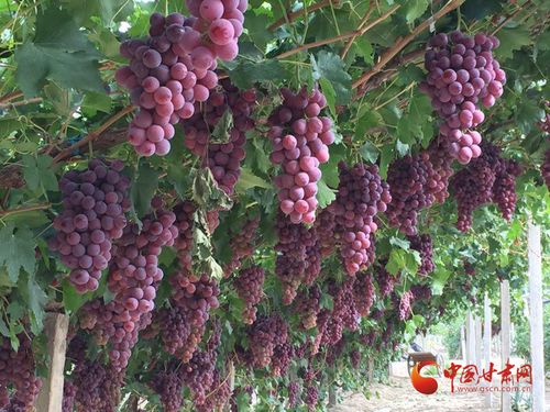 金塔县 夯实质量监管基础，实施绿色品牌引领，助推初级农产品高质量发展