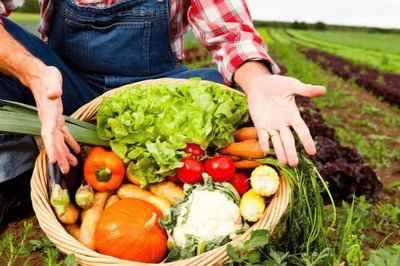 初级农产品 定义、监管与经营许可解读