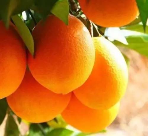 赣南“橙富美” 身价668亿，18姐妹各展风华