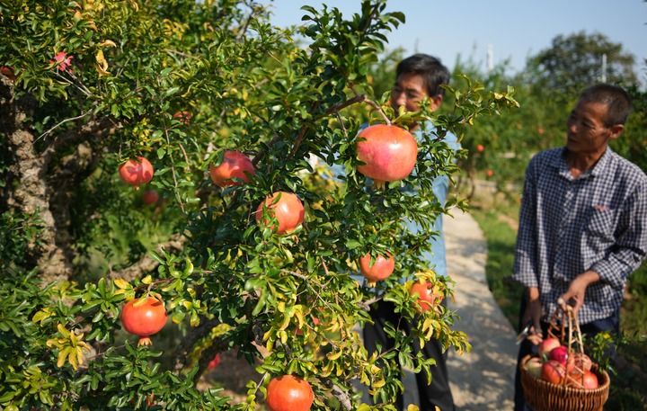 中国农产品“出海”丰富世界餐桌 家禽家畜的全球化之旅