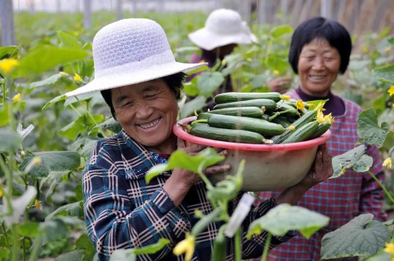 张红宇解读 我国农民合作社的发展趋势与初级农产品升级之路